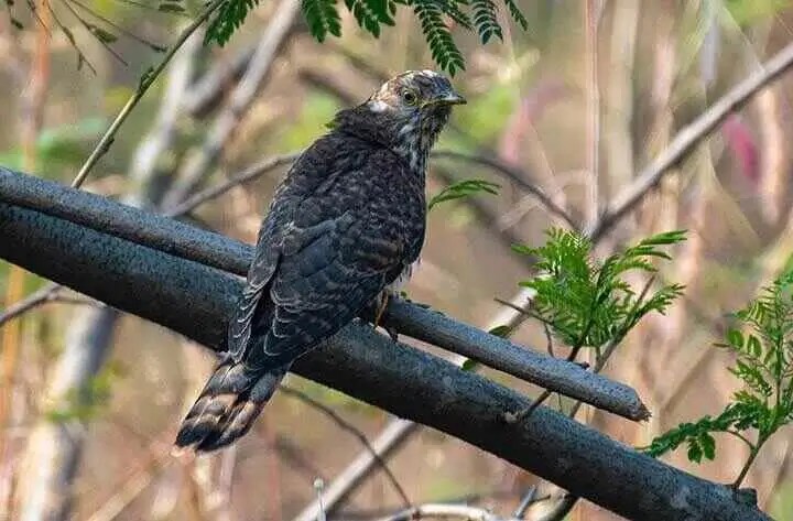 Barred Long-tailed Cuckoo